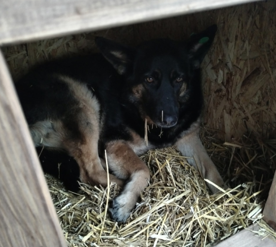 «Толк радио». Дом для четвероногого охранника. У сторожевого пса ТГУ новая будка