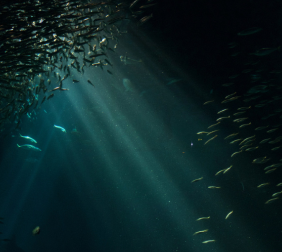 В поисках пришельцев из глубин. Как ночной дайвинг помогает изучать морских обитателей