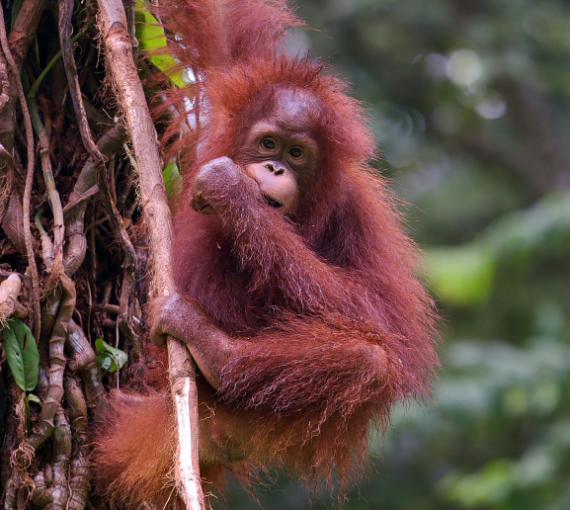Согласные звуки спустились с деревьев. Как орангутаны помогают изучать человеческую речь